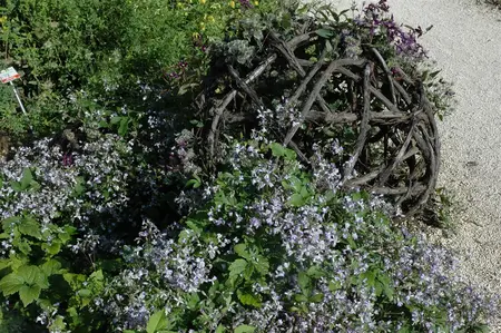 Clematis jouiniana - 1.5 Ltr pot