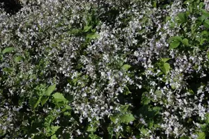 Clematis jouiniana 'Praecox' - P11