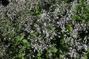 Clematis jouiniana 'Praecox'