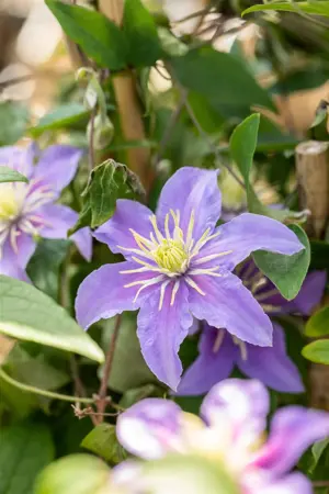 Clematis 'Justa' - 2 Ltr, 4 canes - image 3