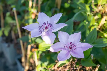Clematis 'Justa' - 2 Ltr, 4 canes - image 4