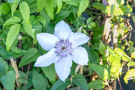 Clematis 'Justa' - 2 Ltr, 4 canes - image 5