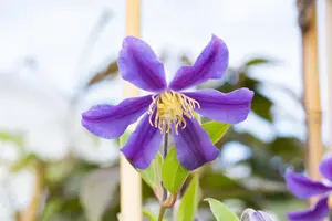 Clematis 'Juuli'