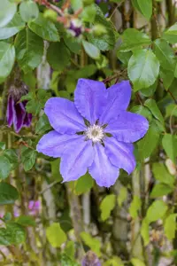 Clematis 'K?nigskind'