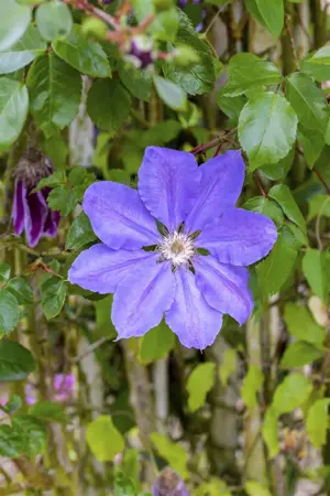 Clematis 'K?nigskind' - 2 Ltr, 4 canes