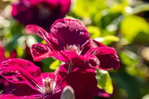 Clematis 'King's Glory'