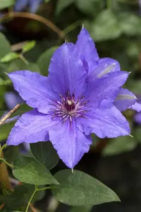 Clematis 'Lasurstern'