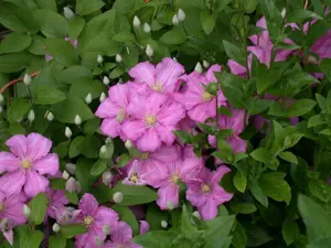 Clematis 'Madame Baron Veillard'