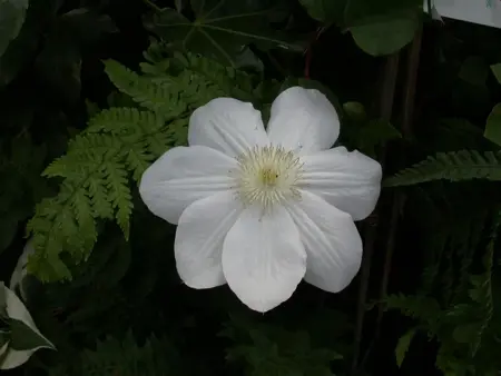 Clematis 'Madame Le Coultre' - 2 Ltr, single cane - image 2