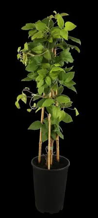 Clematis 'Madame Le Coultre' - 2 Ltr, single cane - image 1