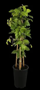Clematis 'Madame Le Coultre' - 175-200 CM C20 3 CANES - image 1