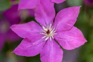 Clematis 'Margaret Hunt'