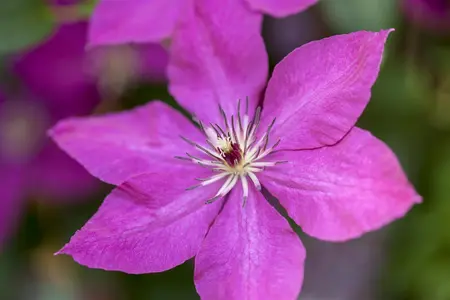 Clematis 'Margaret Hunt' - 2 Ltr pot