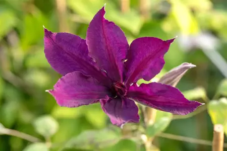 Clematis 'Margot Koster' - 2 Ltr, single cane - image 3