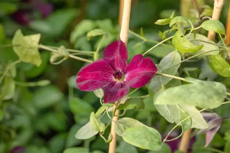Clematis 'Margot Koster' - 2 Ltr, single cane - image 2