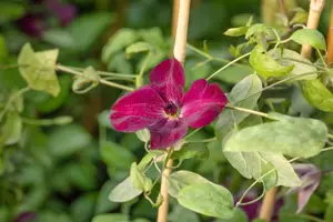 Clematis 'Margot Koster' - 2 Ltr, single cane - image 2