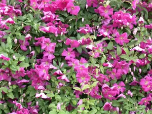 Clematis 'Margot Koster'
