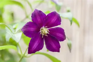 Clematis 'Mikelite'
