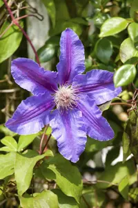 Clematis 'Minister'