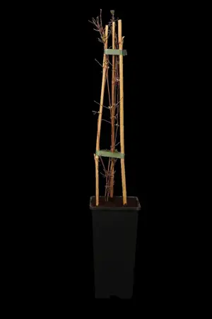Clematis 'Miss Bateman' - 2 Ltr, single cane - image 1