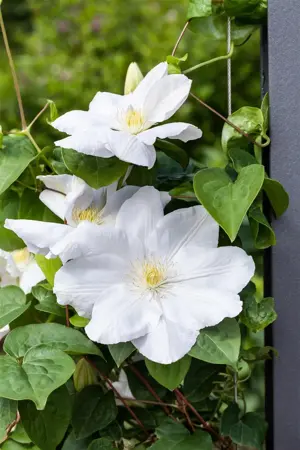 Clematis 'Miss Bateman' - 2 Ltr, single cane - image 4