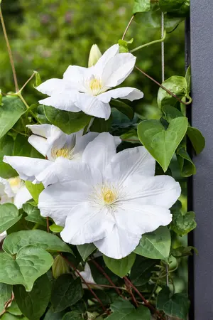 CLEMATIS MISS BATEMAN 2L - image 4