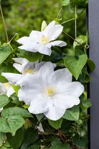 CLEMATIS MISS BATEMAN 2L - image 4