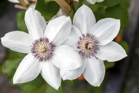Clematis 'Miss Bateman' - 2 Ltr, single cane - image 3