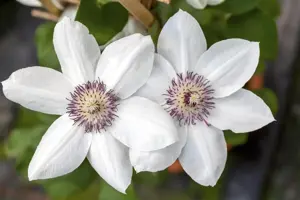 Clematis 'Miss Bateman' - 2 Ltr, single cane - image 3