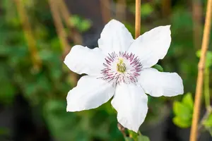 Clematis 'Miss Bateman' - 80-100 CM C2 CANED - image 4