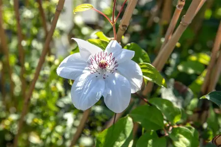 Clematis 'Miss Bateman' - 2 Ltr, single cane - image 5