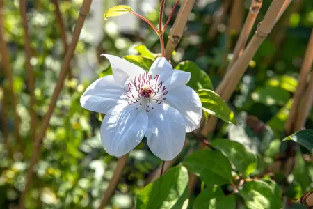 CLEMATIS MISS BATEMAN 2L - image 5