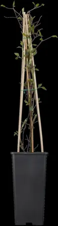 Clematis 'Miss Bateman' - 2 Ltr, single cane - image 2