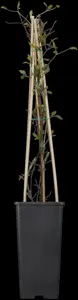 Clematis 'Miss Bateman' - 2 Ltr, single cane - image 2