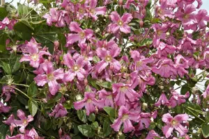 CLEMATIS mon BROUGHTON STAR