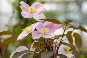 CLEMATIS mon ELIZABETH