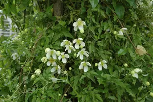 CLEMATIS mon WILSONII