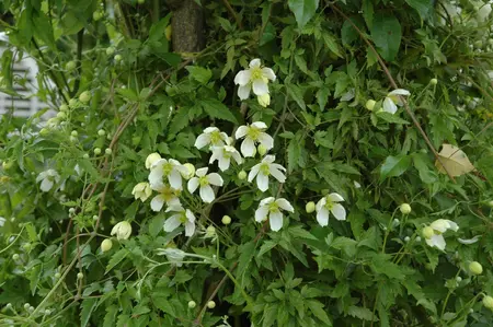 CLEMATIS MONT GRANDIFLORA 2LD - image 2