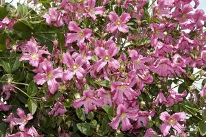 Clematis montana 'Broughton Star' - 2 Ltr, single cane