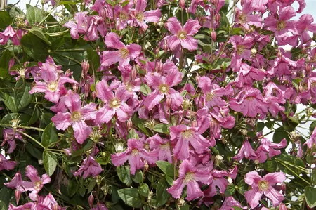 Clematis montana 'Broughton Star' - 150-175 CM C5 Caned