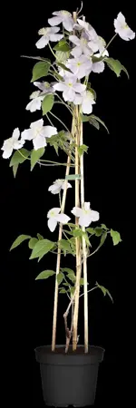 Clematis montana 'Fincent' - C5 - trellis - image 1