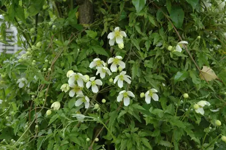 Clematis montana grandiflora - 80-100 CM C2 - image 2