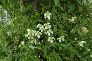 Clematis montana grandiflora - 80-100 CM C2 - image 2