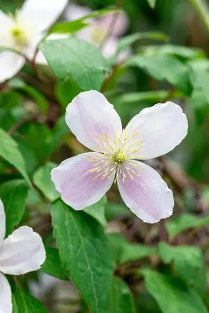 Clematis montana rubens - 80-100 CM C2 CANED - image 3