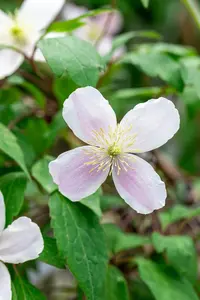 Clematis montana rubens - 80-100 CM C2 CANED - image 3