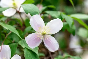 Clematis montana rubens - C3 - trellis - image 4