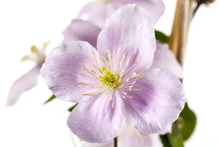 Clematis montana rubens - 80-100 CM C2 CANED - image 1