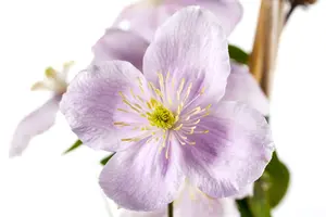 Clematis montana rubens - 80-100 CM C2 CANED - image 1