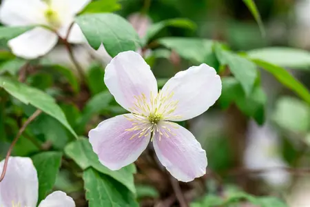 Clematis montana rubens - 80-100 CM C2 CANED - image 2