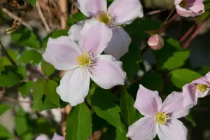 Clematis montana 'Starlet White Perfume' - 150-175 CM C5 Caned - image 4
